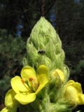 Смотреть изображение Verbascum thapsus