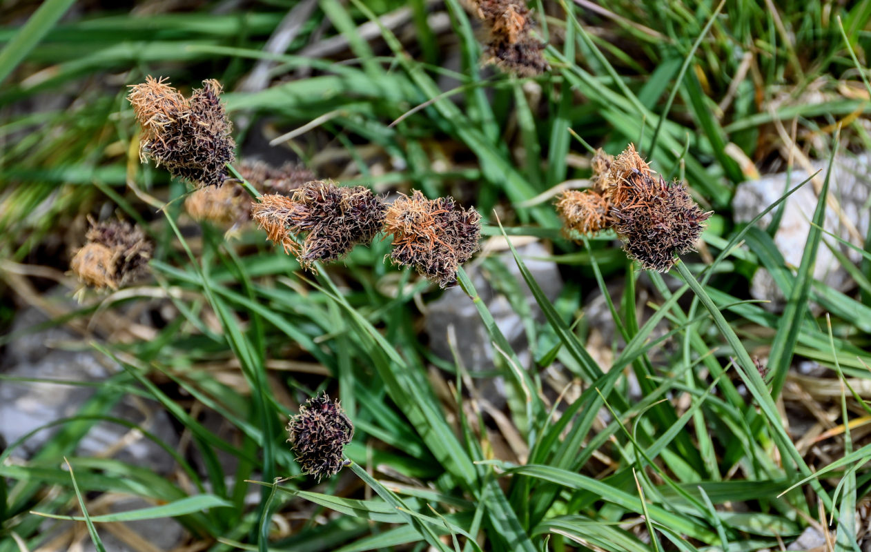 Изображение особи Carex melanantha.