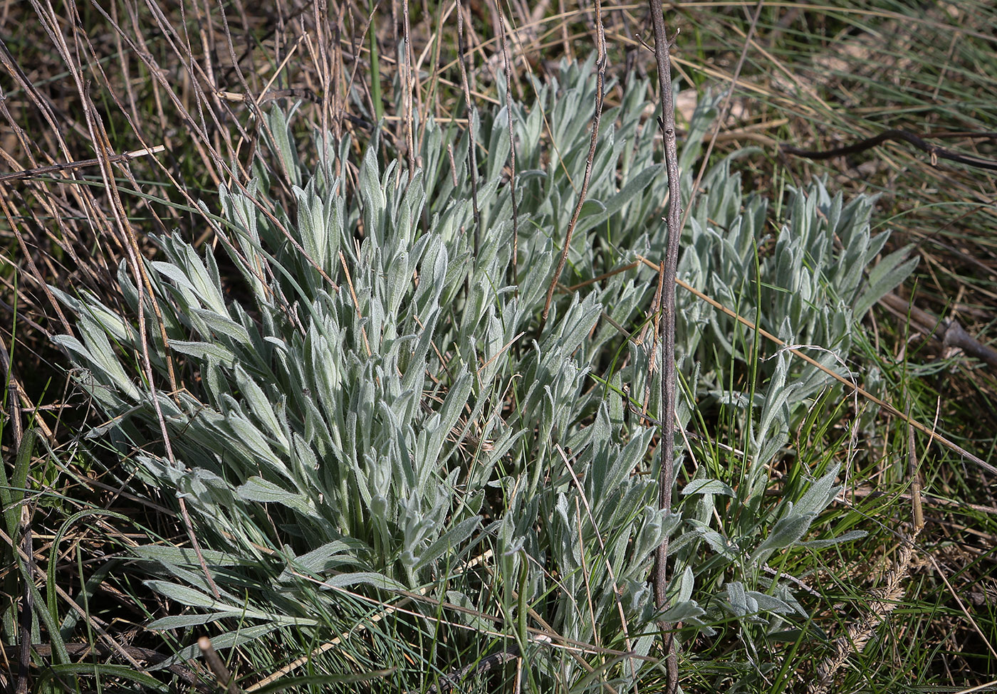 Изображение особи Galatella villosa.