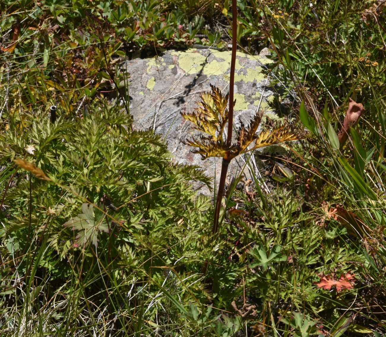 Image of genus Pulsatilla specimen.