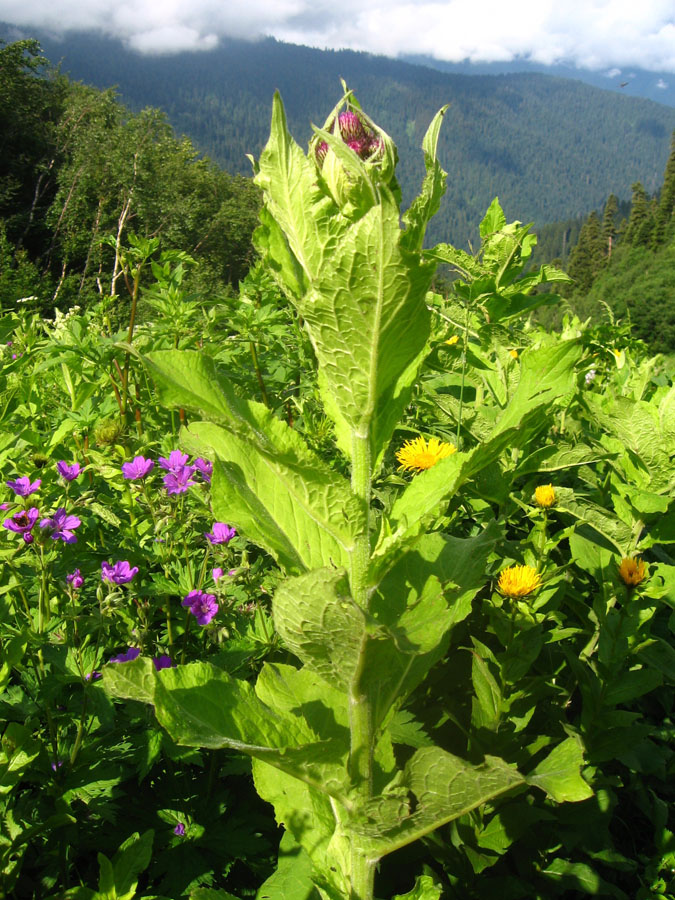 Image of Cirsium kusnezowianum specimen.