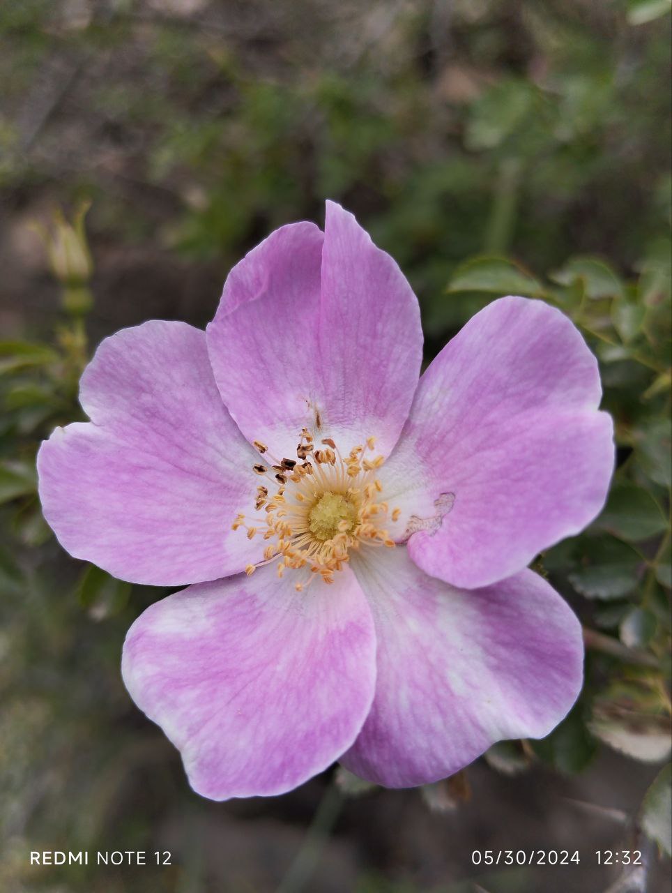 Image of genus Rosa specimen.