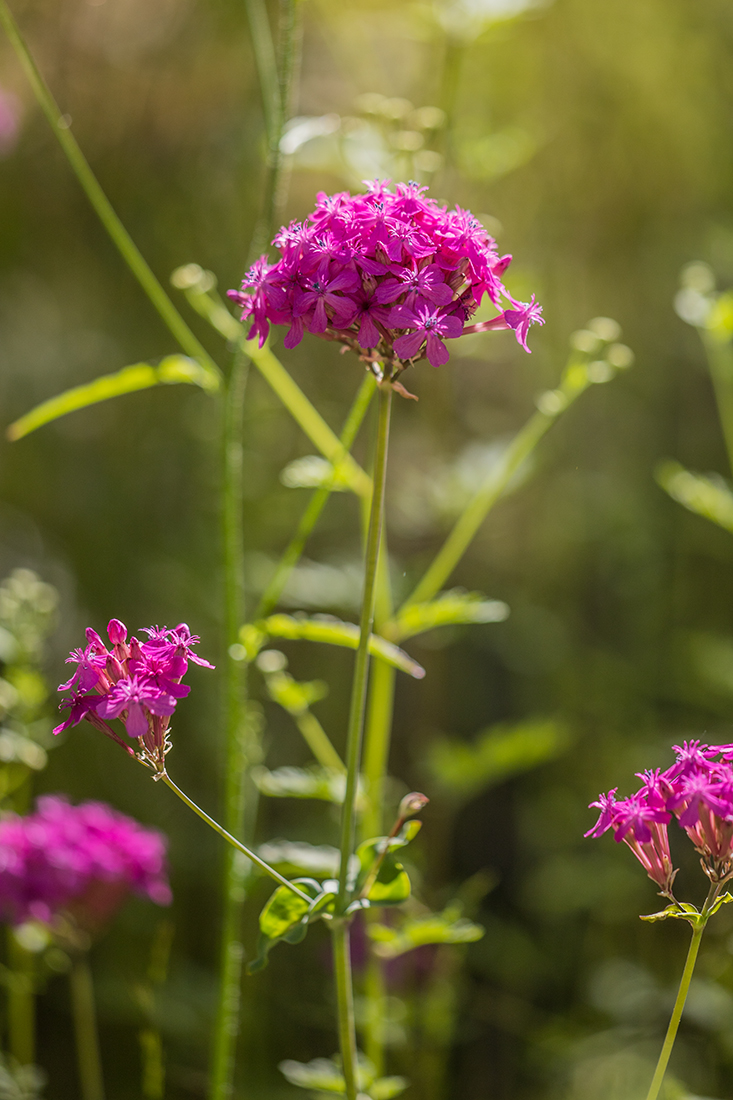 Изображение особи Silene compacta.