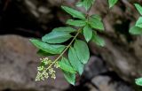 Ligustrum vulgare. Верхушка ветви с соцветием на стадии бутонизации. Грузия, Имеретия, окр. водопада Кинчха, опушка широколиственного леса. 15.06.2023.