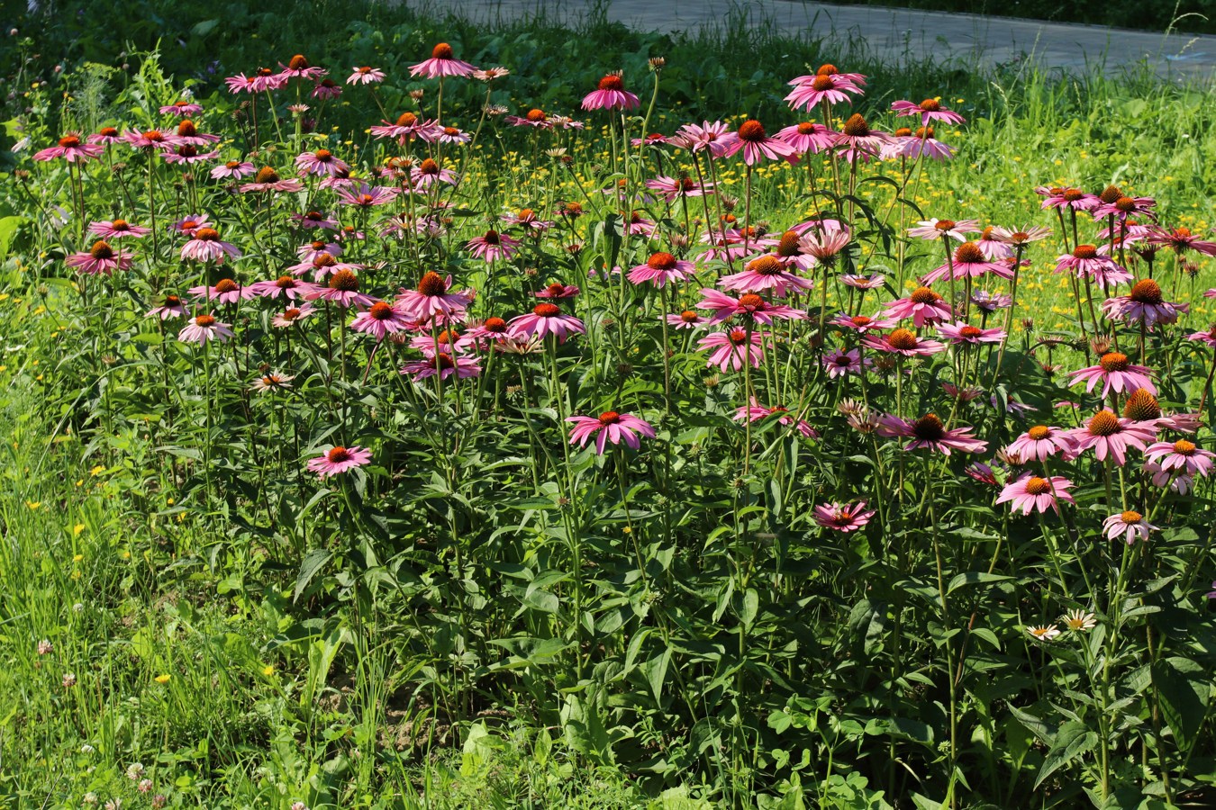 Image of Echinacea purpurea specimen.