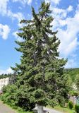 Picea pungens