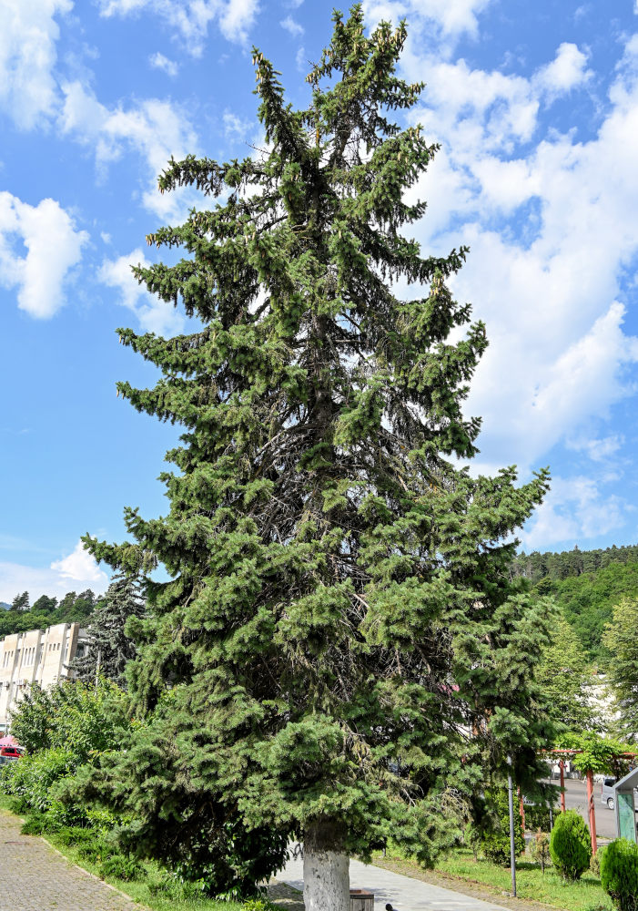 Image of Picea pungens specimen.