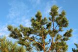 Pinus sylvestris. Ветви на верхушке молодого дерева. Ленинградская обл., Ломоносовский р-н, окр. дер. Шепелёво, Батарейная бухта, песчаный береговой вал. 08.08.2024.