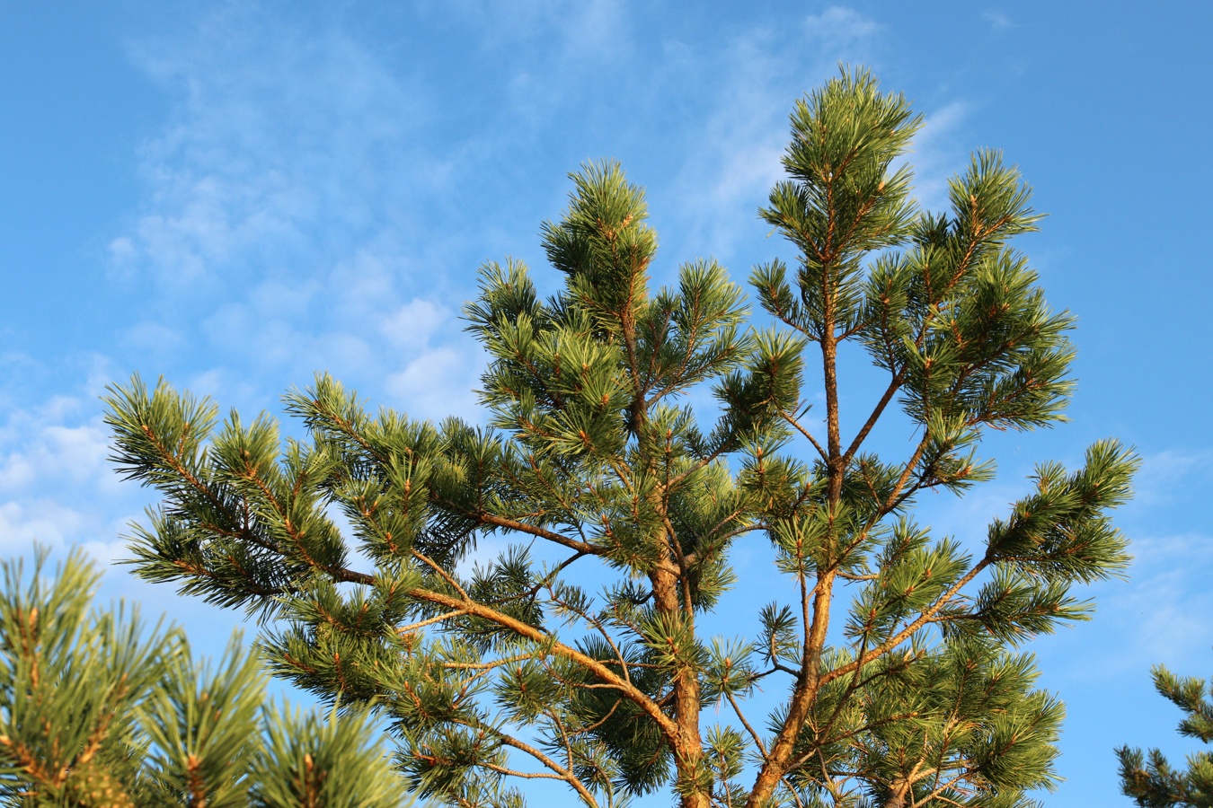 Изображение особи Pinus sylvestris.