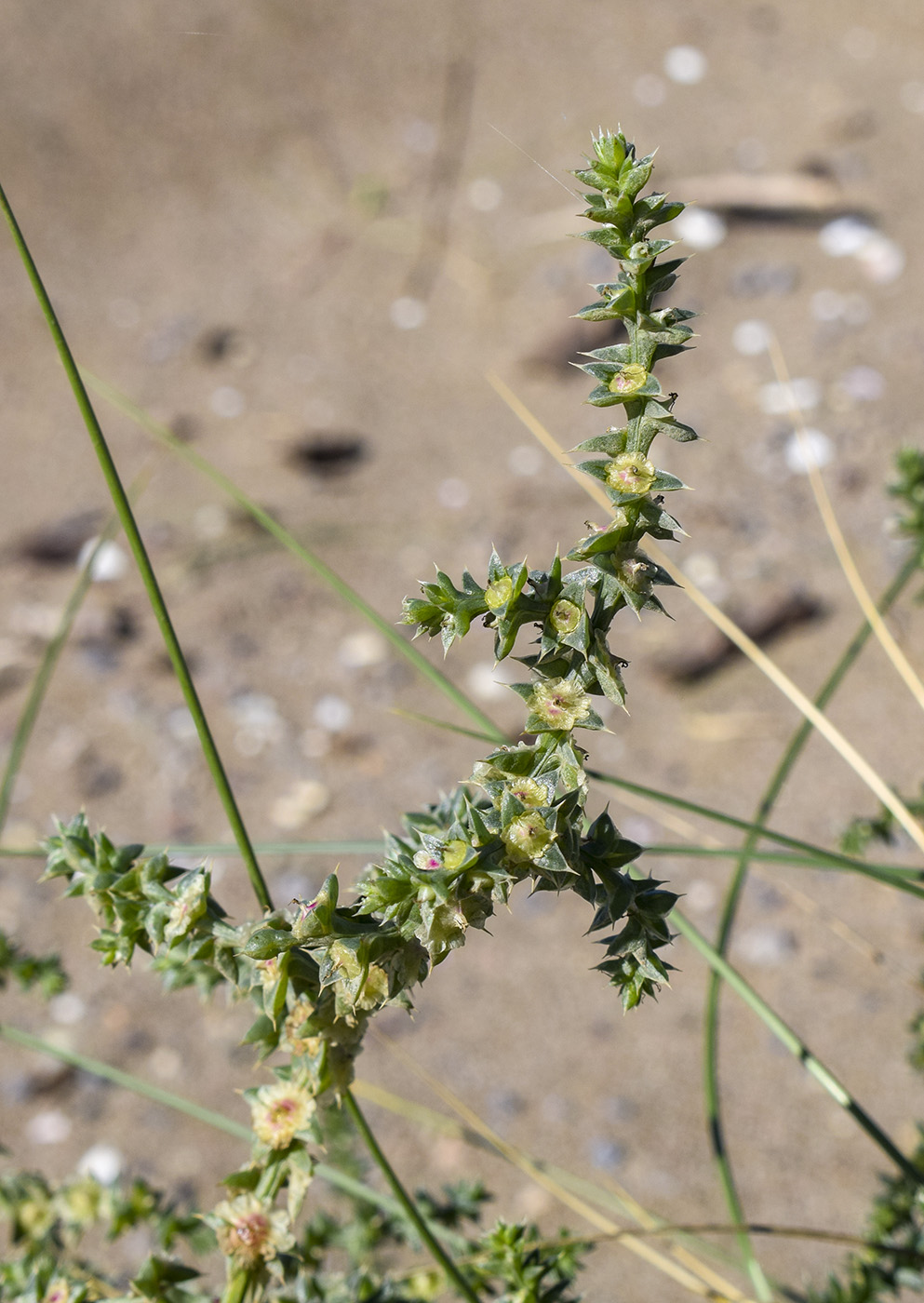 Изображение особи Salsola kali.