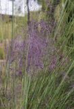 Muhlenbergia capillaris