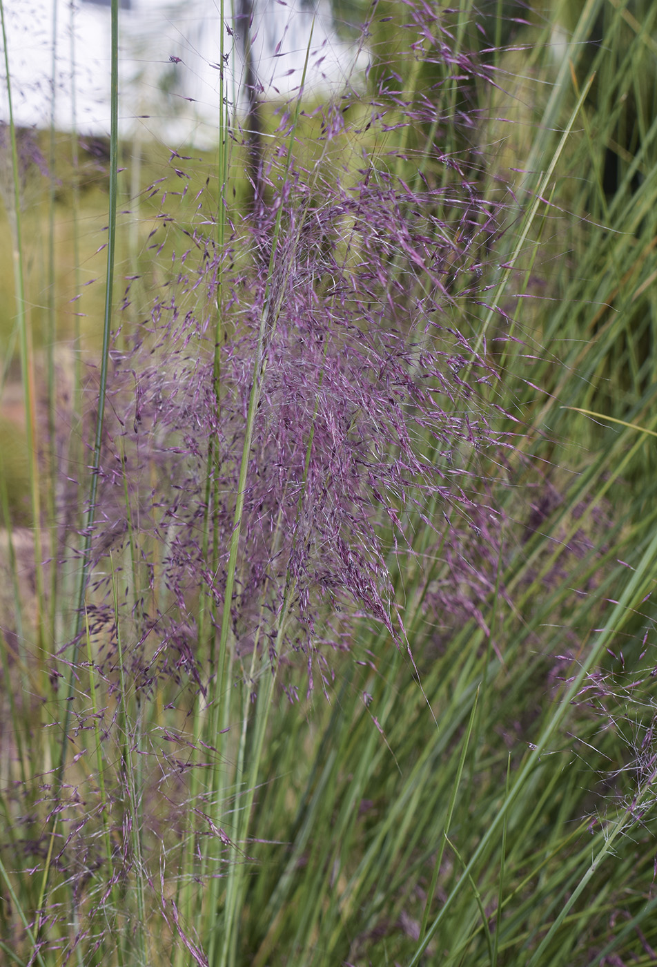 Image of Muhlenbergia capillaris specimen.