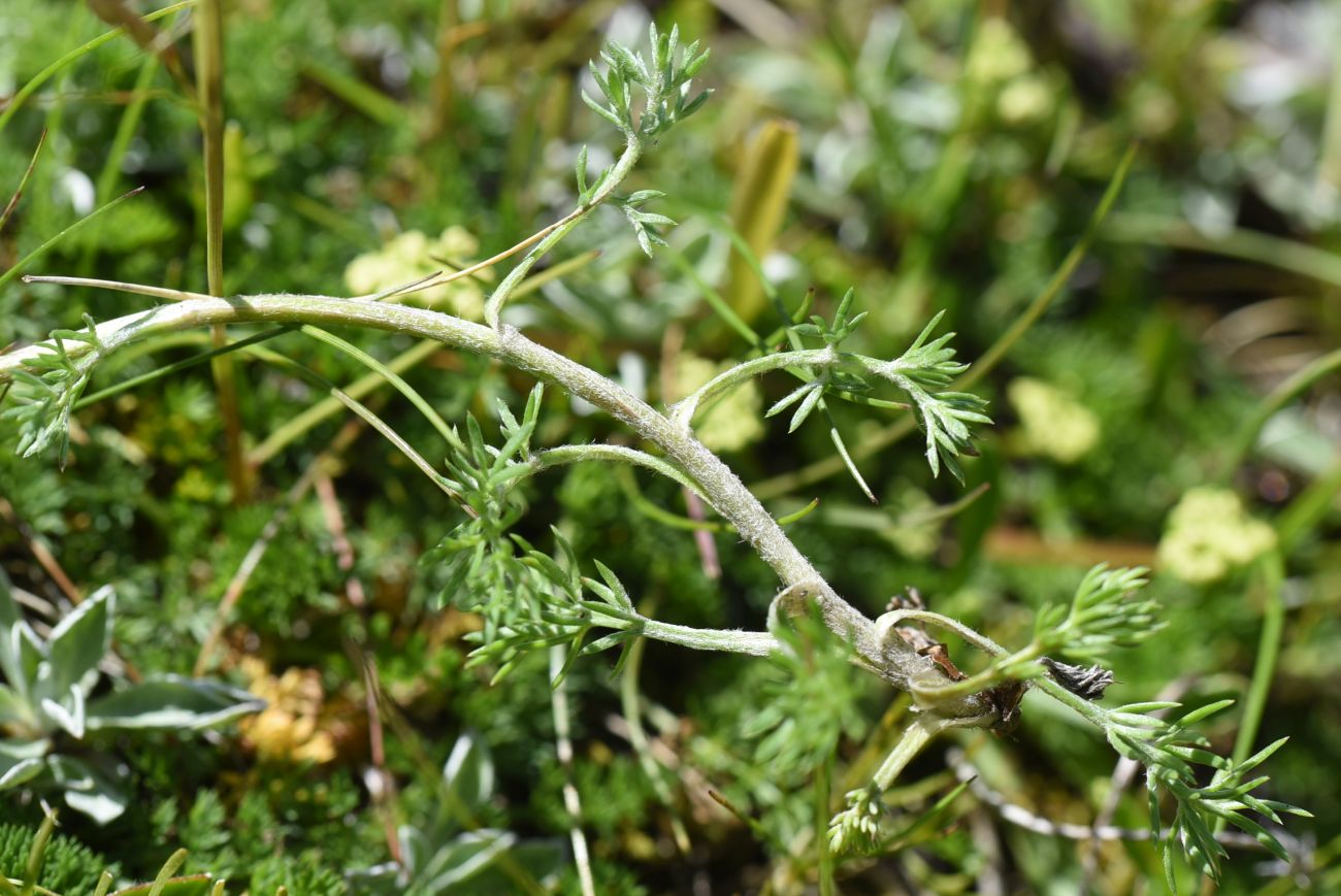 Image of Anthemis marschalliana ssp. pectinata specimen.