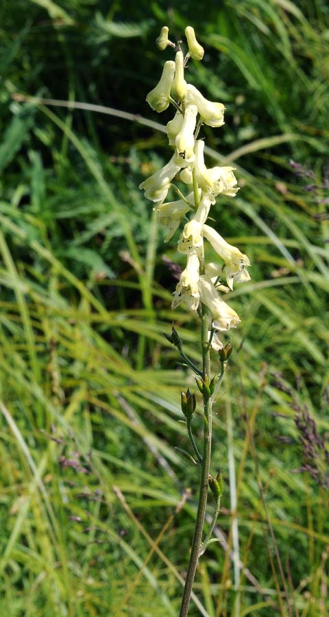 Image of Aconitum ajanense specimen.