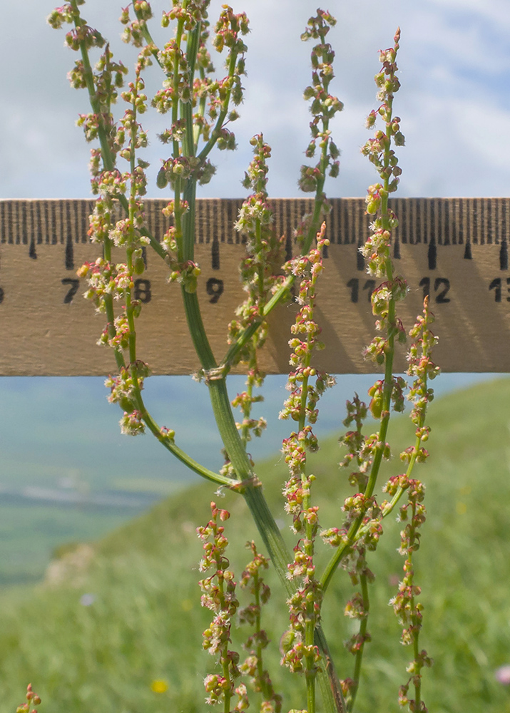 Image of Rumex tuberosus specimen.