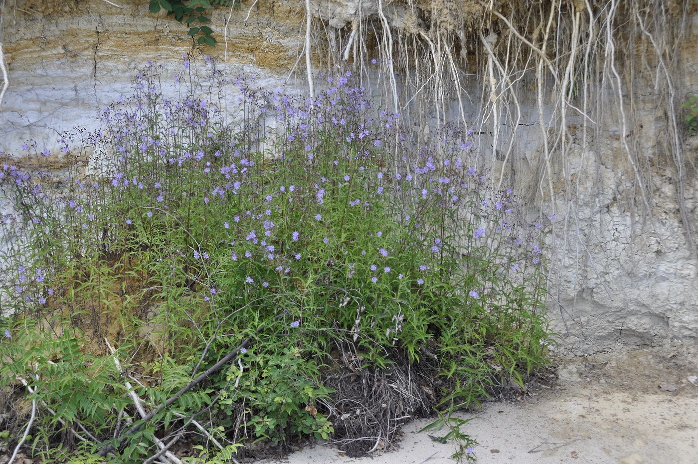 Image of Lactuca sibirica specimen.