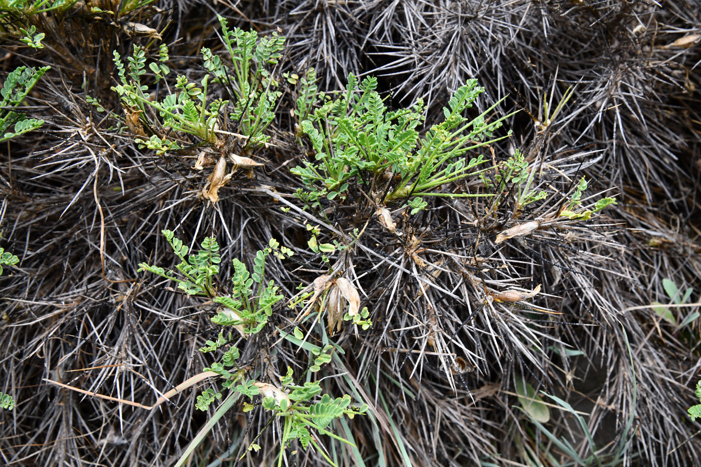 Изображение особи род Astragalus.