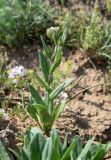 Camelina microcarpa