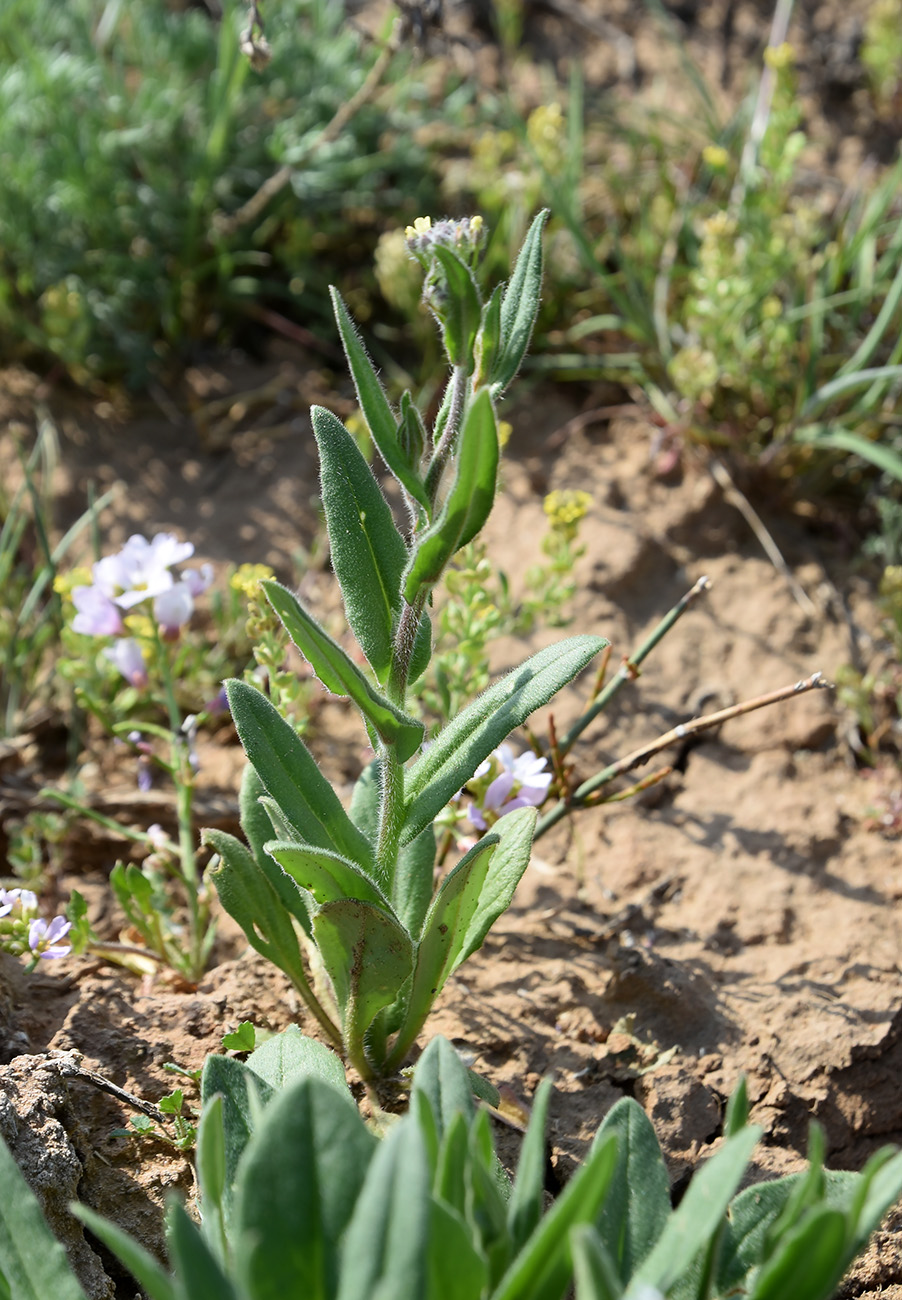 Image of Camelina microcarpa specimen.