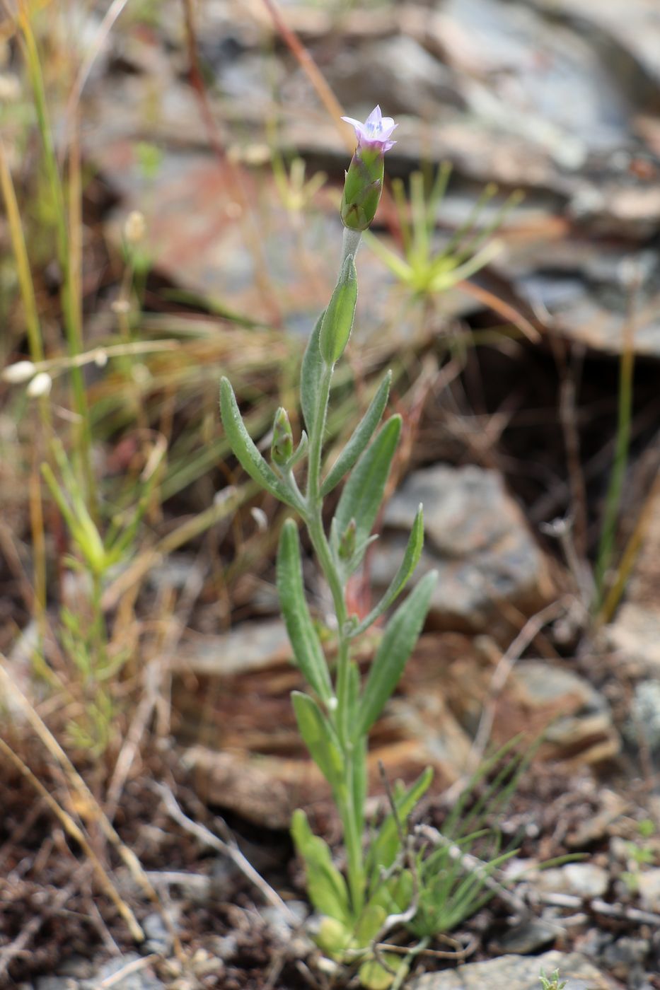 Изображение особи Chardinia orientalis.