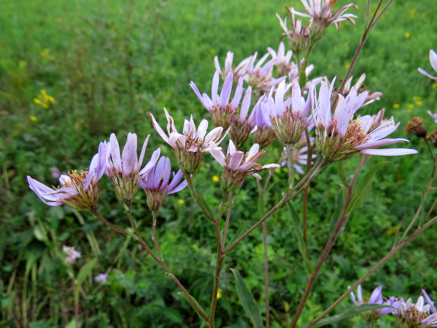 Image of Aster tataricus specimen.