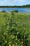 Arctium tomentosum. Растение с развивающимися соцветиями и колониями тлей на генеративных побегах; на переднем плане - Bunias orientalis. Ленинградская обл., Волосовский р-н, окр. дер. Донцо, склон невысокого холма, суходольный злаково-разнотравный луг на карбонатной почве. 22.06.2024.