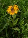 Inula orientalis