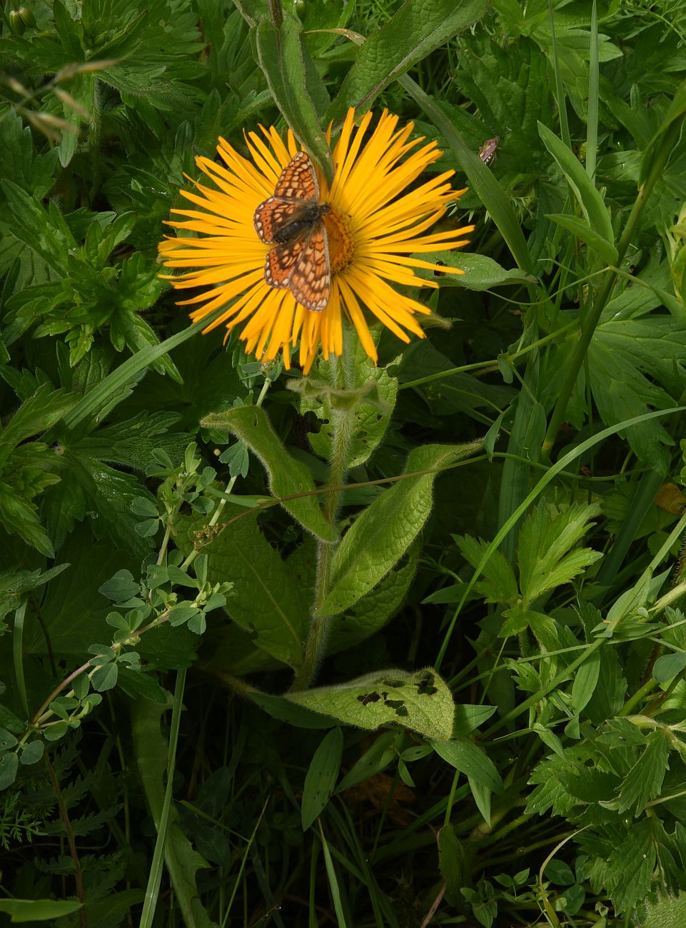 Image of Inula orientalis specimen.