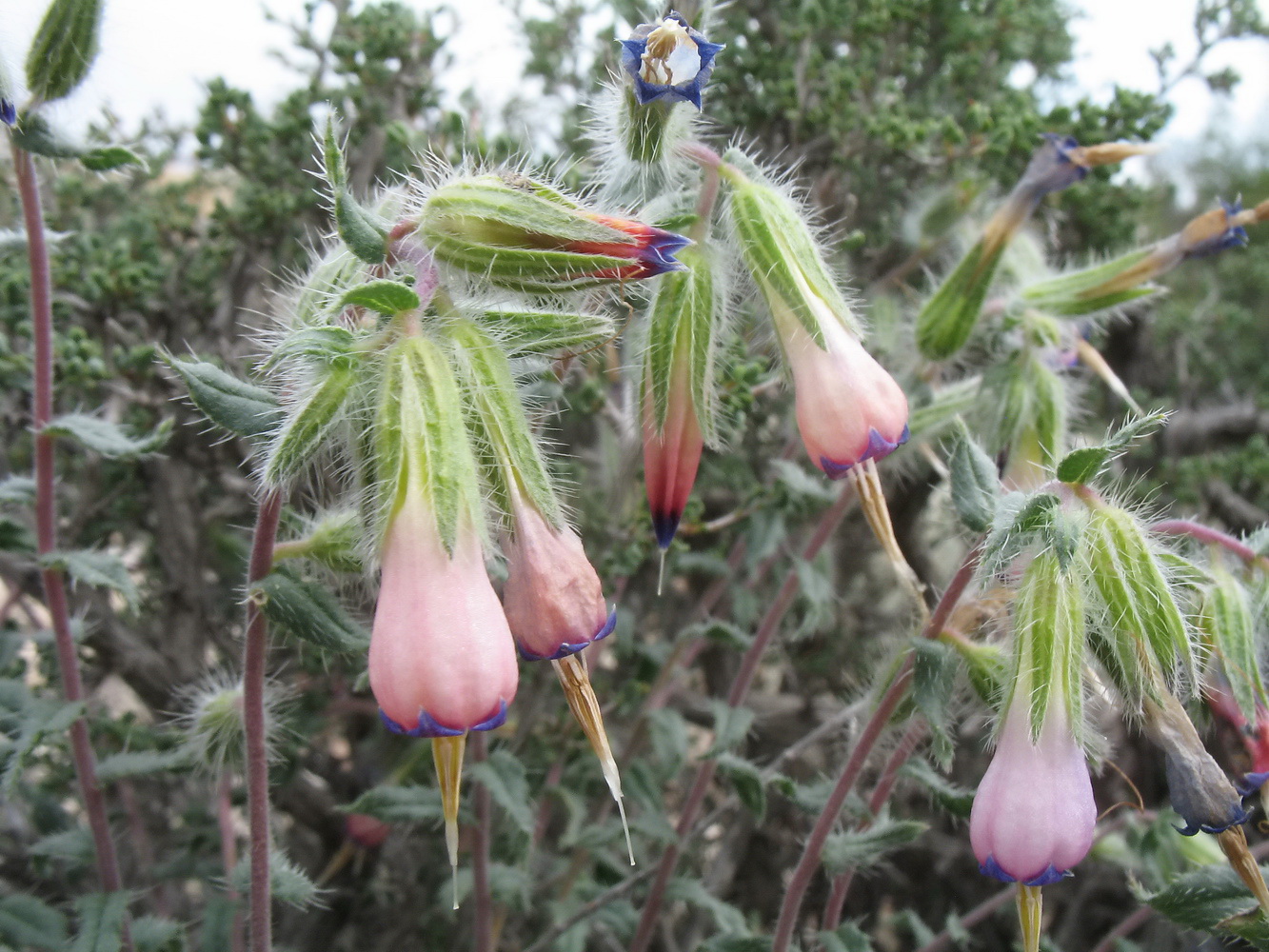 Изображение особи Onosma staminea.