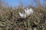 Crocus tauricus. Цветущие растения. Крым, Севастополь, Инкерман, гора Белая, высота 128 м н.у.м. 18.02.2025.