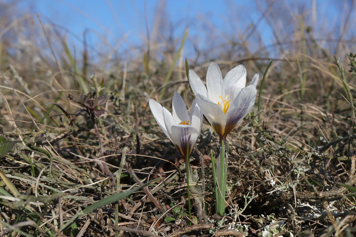 Изображение особи Crocus tauricus.