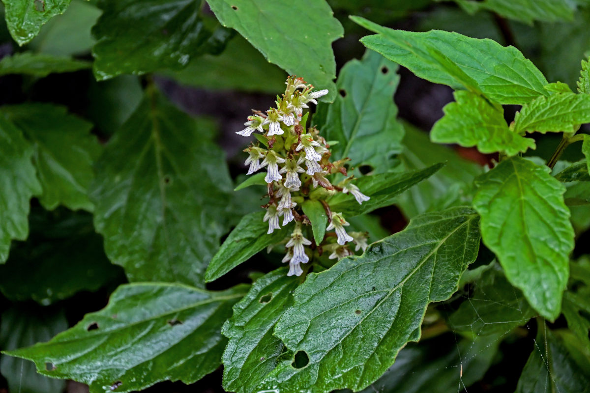 Image of Ajuga decumbens specimen.