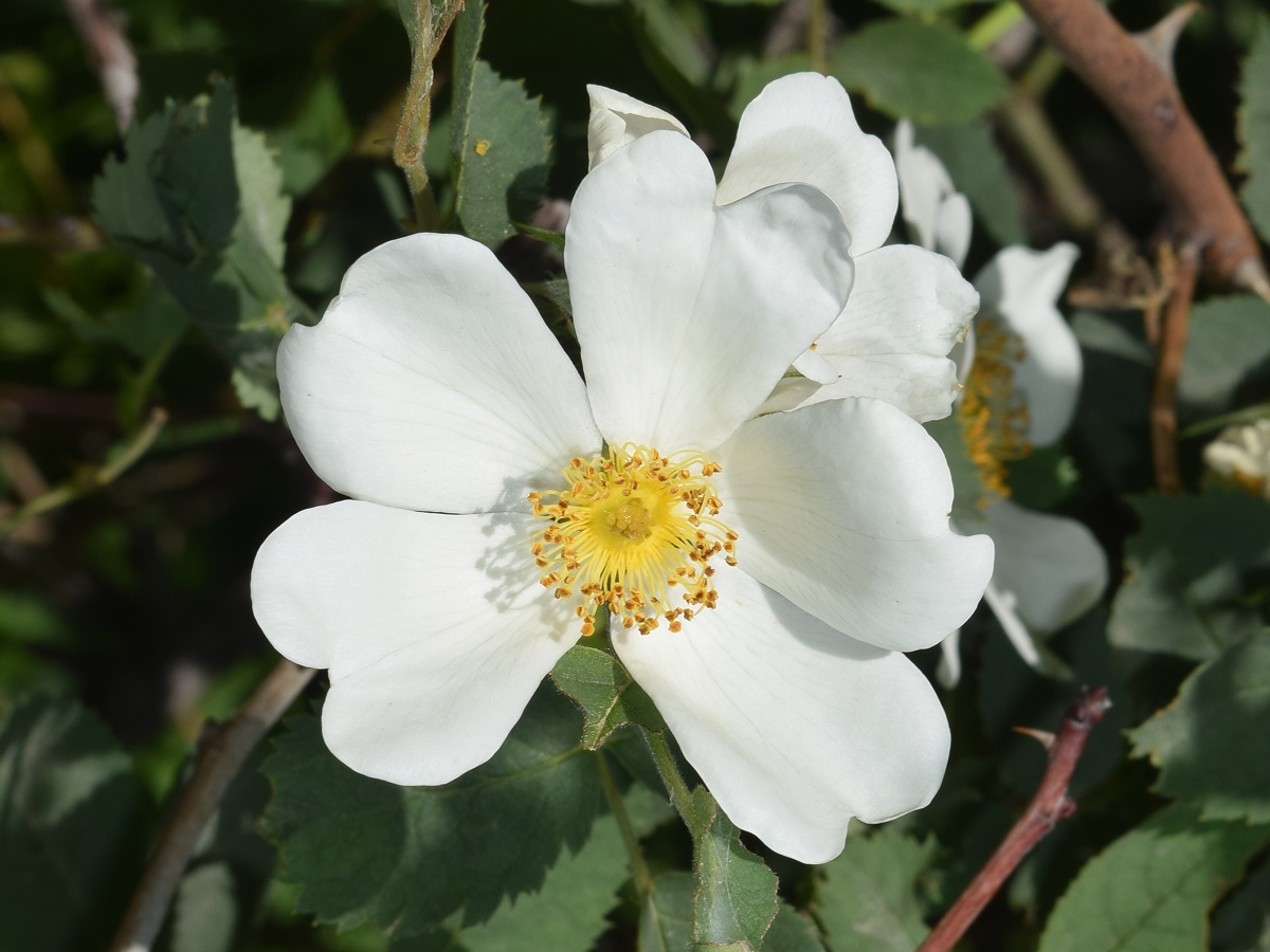 Image of Rosa canina specimen.