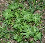 Eranthis longistipitata