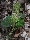 View full-size image Petasites albus