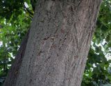 Смотреть изображение Tilia cordata
