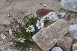 View full-size image Tripleurospermum caucasicum