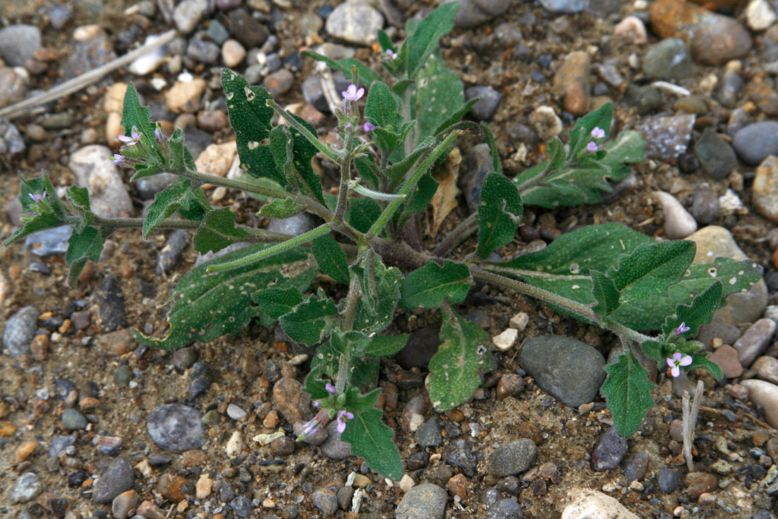 Image of Strigosella trichocarpa specimen.