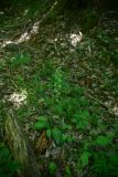 View full-size image Platanthera chlorantha