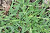View full-size image Convolvulus pilosellifolius