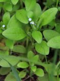 Myosotis sparsiflora