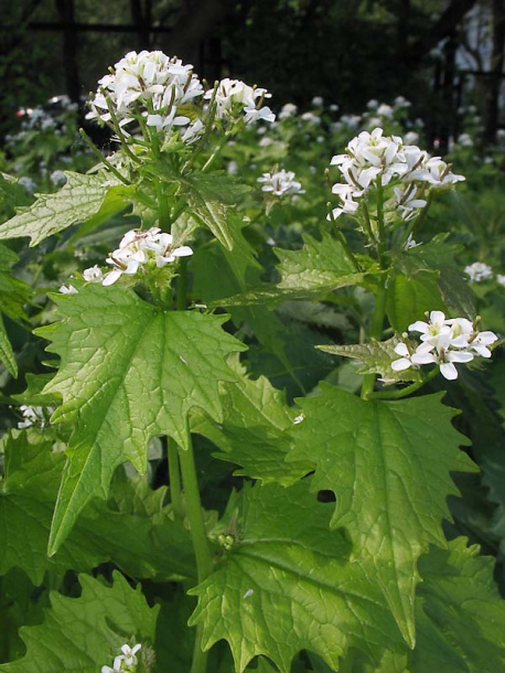 Image of Alliaria petiolata specimen.