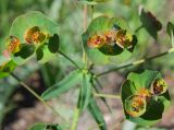 Euphorbia subcordata. Соцветия. Татарстан, Бавлинский р-н, остепнённый склон. 25.05.2011.