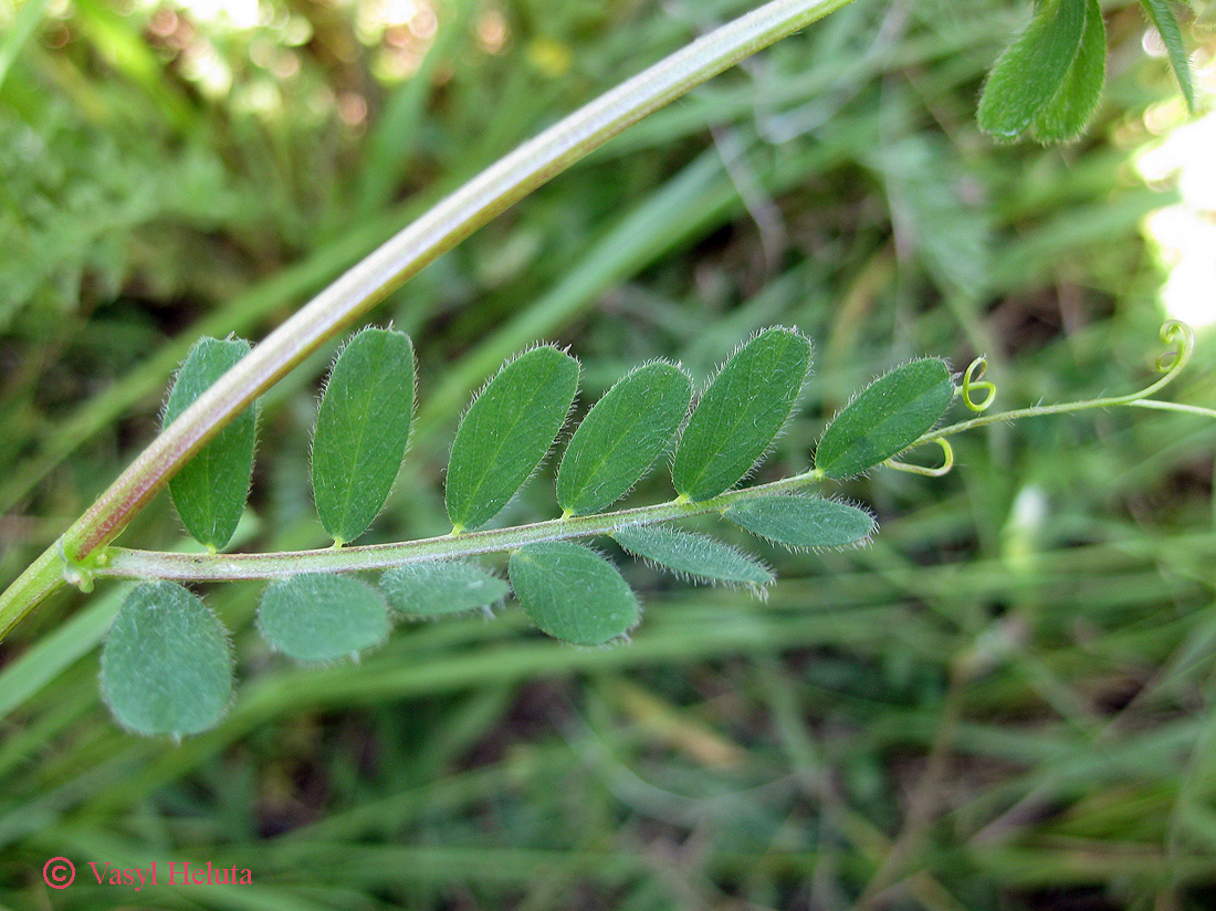 Image of Vicia hybrida specimen.