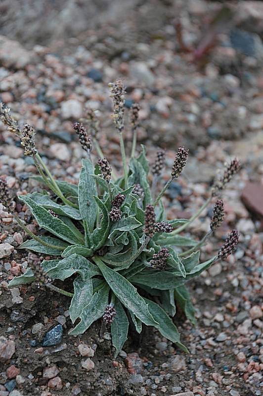 Image of Plantago arachnoidea specimen.