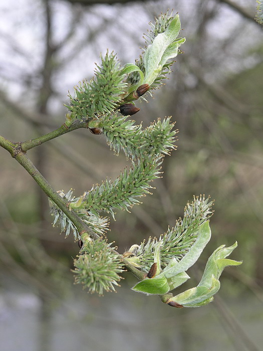 Image of Salix caprea specimen.