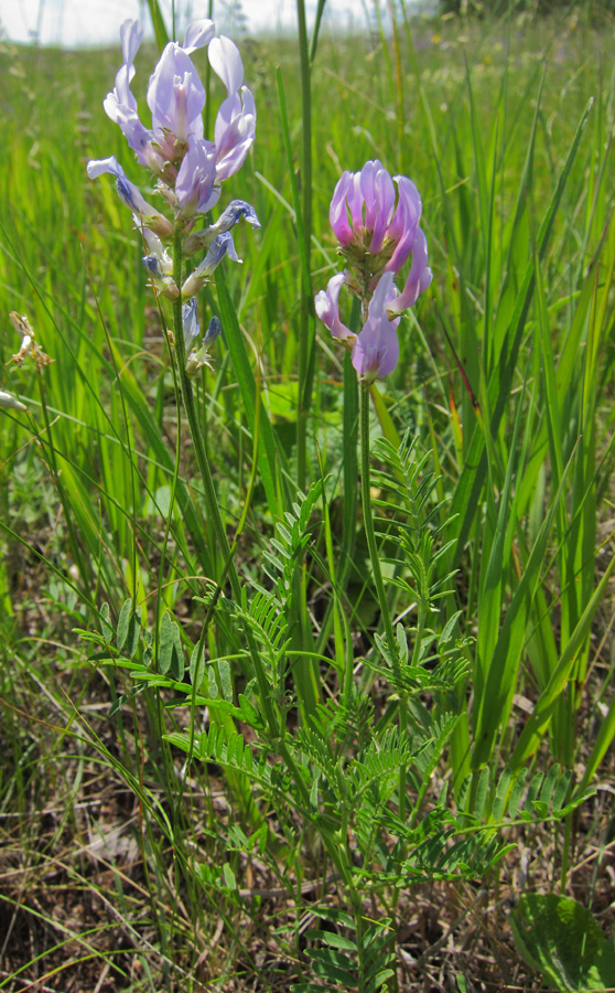 Изображение особи Astragalus onobrychis.