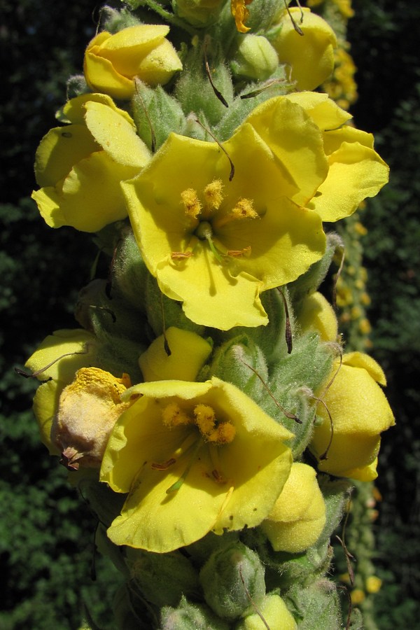 Image of Verbascum densiflorum specimen.