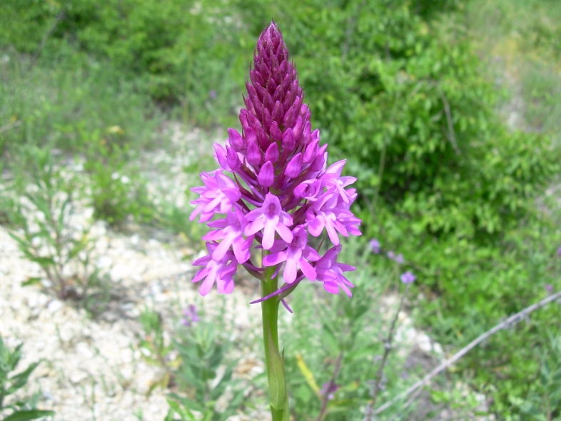 Изображение особи Anacamptis pyramidalis.