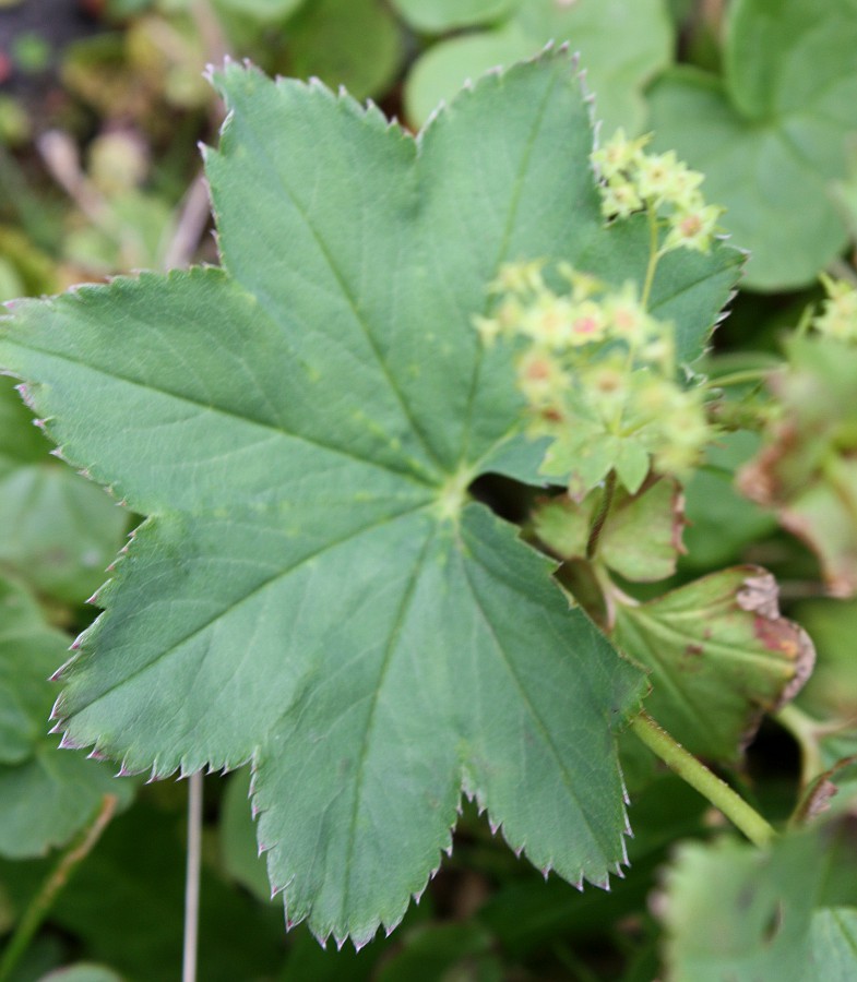 Изображение особи Alchemilla murbeckiana.